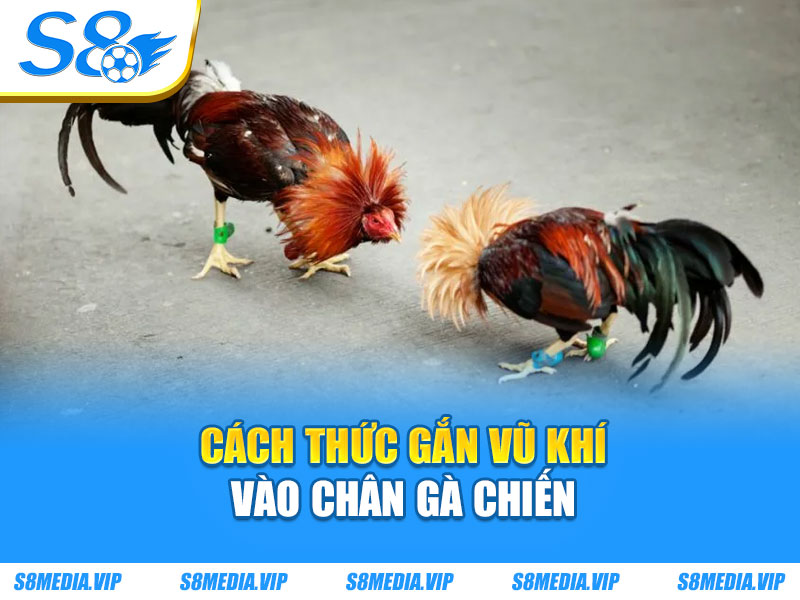Cách thức gắn vũ khí vào chân gà chiến