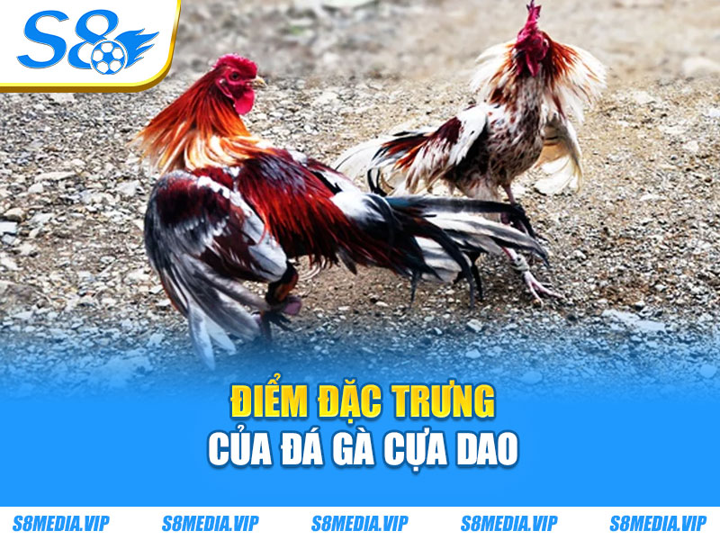 Điểm đặc trưng của đá gà cựa dao