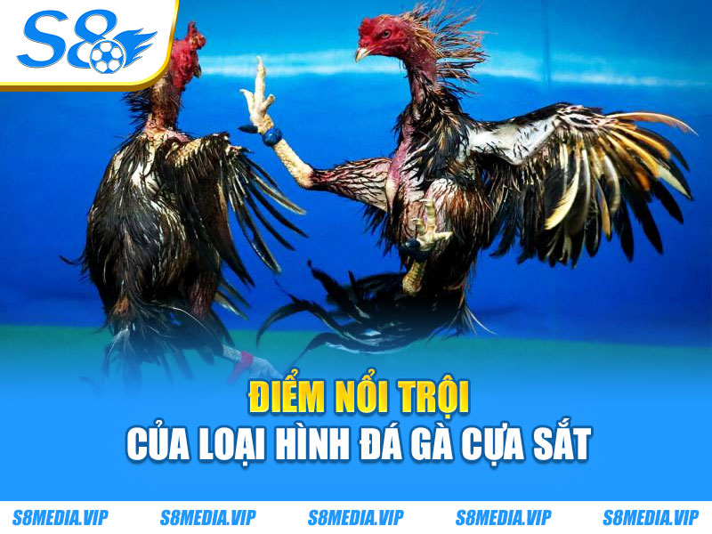 Điểm nổi trội của loại hình đá gà cựa sắt