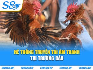 Đá Gà Cựa Dao - Những Trận Đấu Kinh Điển Tại Đấu Trường
