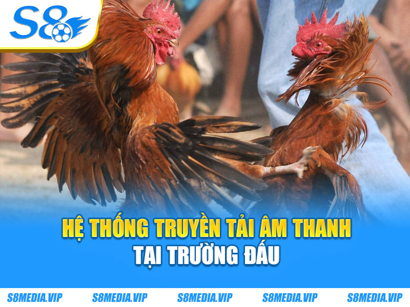 Đá Gà Cựa Dao - Những Trận Đấu Kinh Điển Tại Đấu Trường