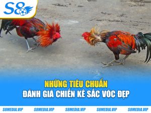 Loại Gà Chọi Đẹp - Top Những Chiến Kê Dũng Mãnh Nhất