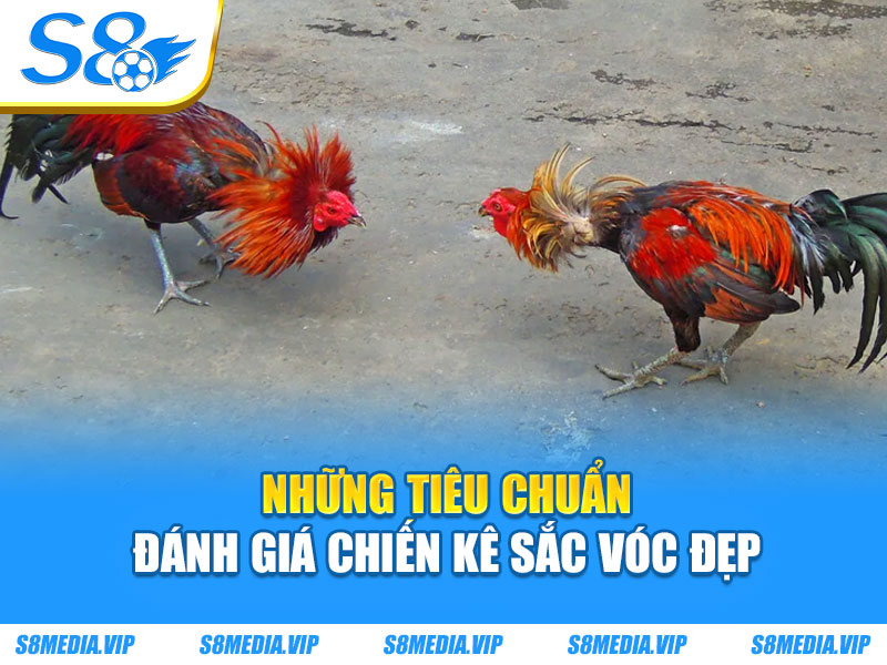 Loại Gà Chọi Đẹp - Top Những Chiến Kê Dũng Mãnh Nhất